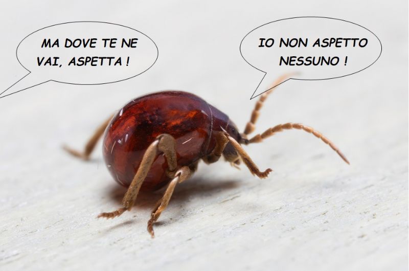 Anobiidae Ptininae - Gibbium Psylloides